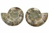 6.25" Cut & Polished, Agatized Ammonite Fossil - Madagascar - #191554-1